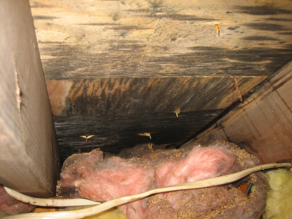 Roof Rotted Plywood Repair Edmonton